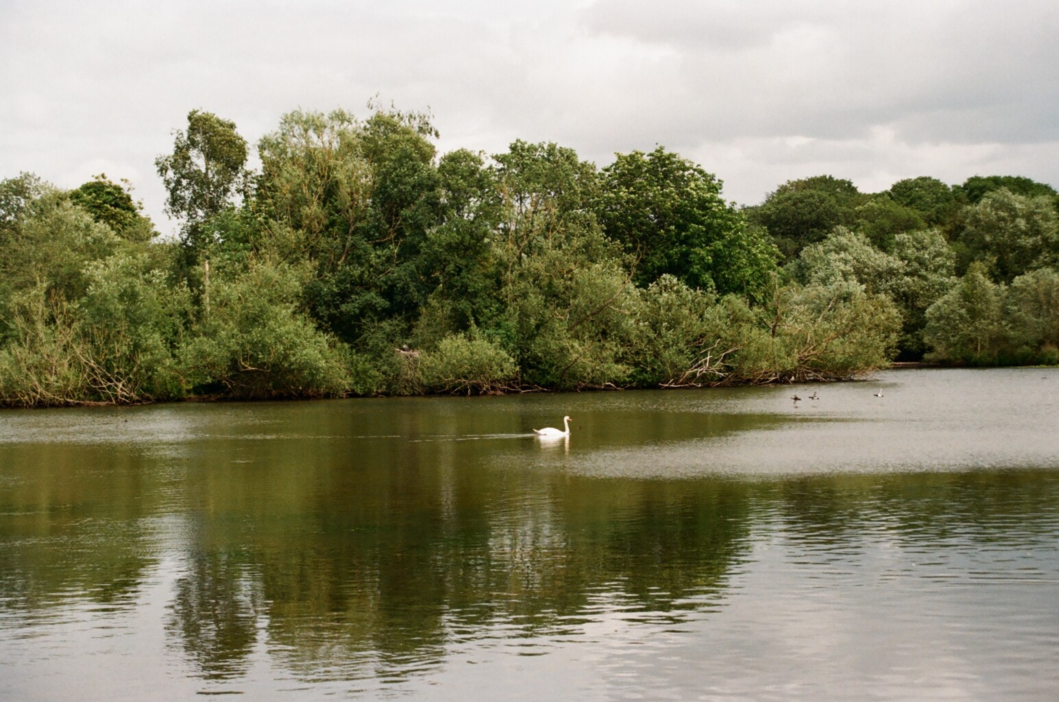 Swans enjoying the summer sun. 