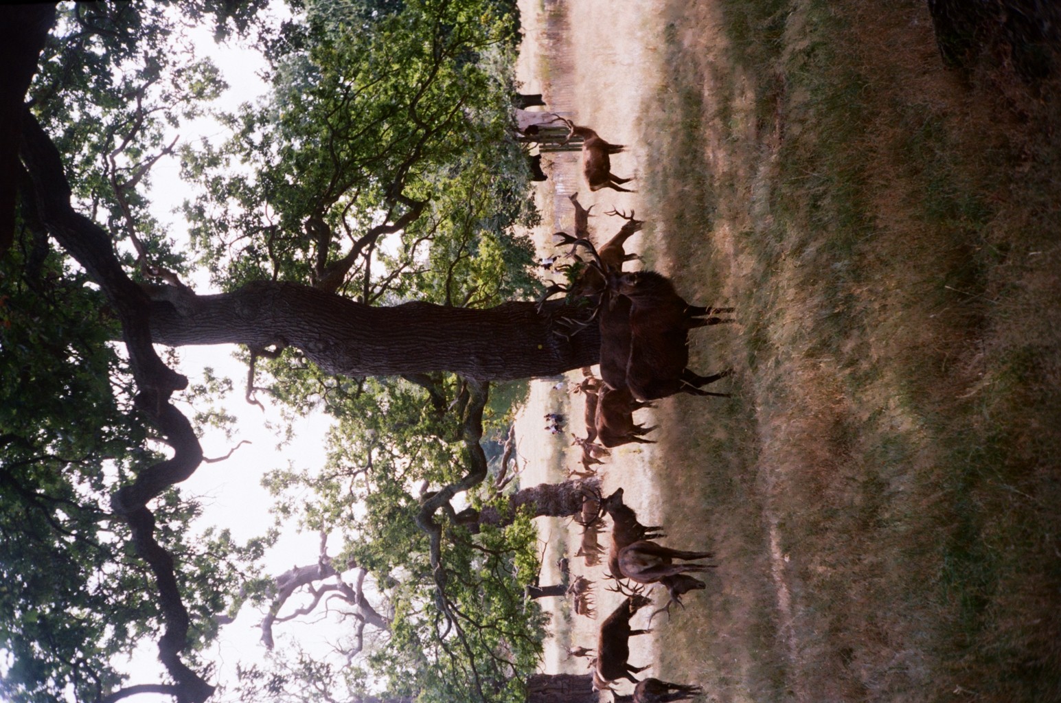 Deer spotting in Richmond Park. 