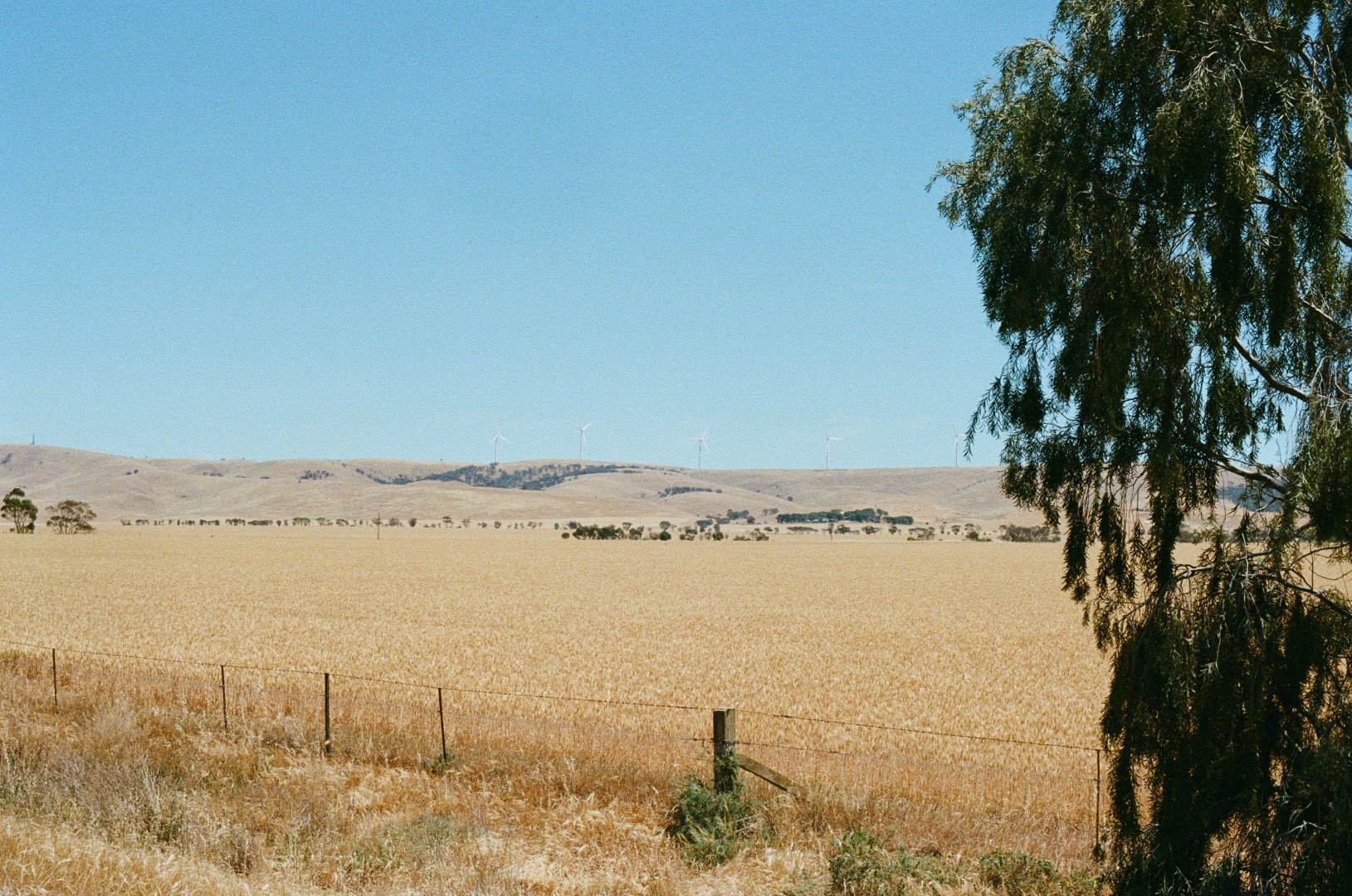 Wheat fields near Adelaide, with some wind turbines on the far hills. 